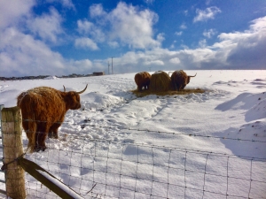 HIGHLAND CATTLE IN THE SNOW
