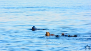 Basking shark with snorkellers in scotland