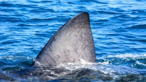 basking shark fin, swimming with sharks in scotland